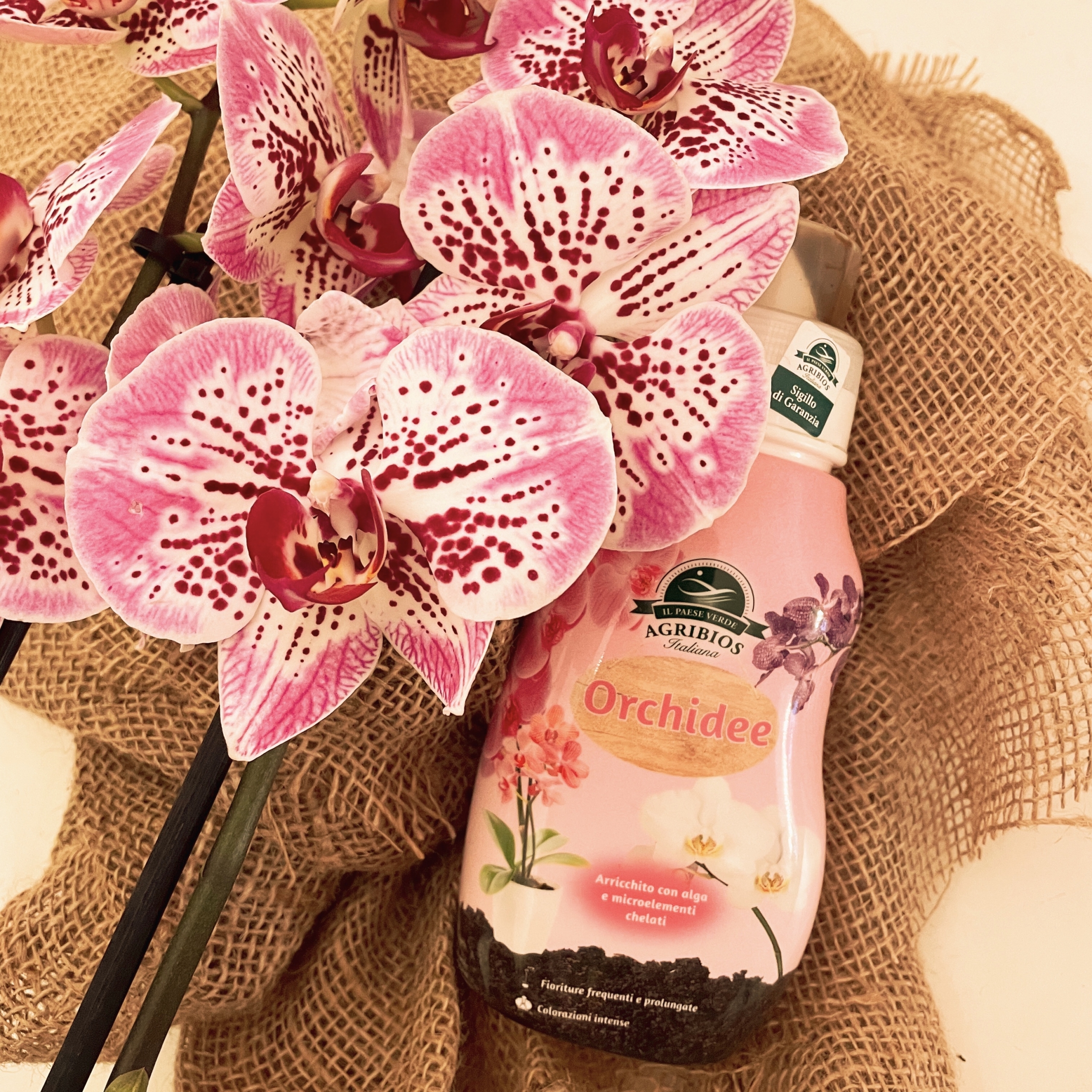 Concime liquido Orchidee - Korynne e i suoi fiori