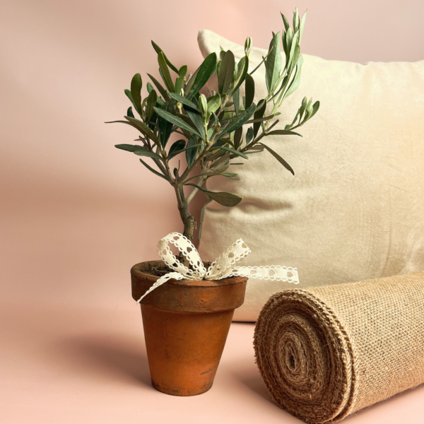 pianta di ulivo bonsai