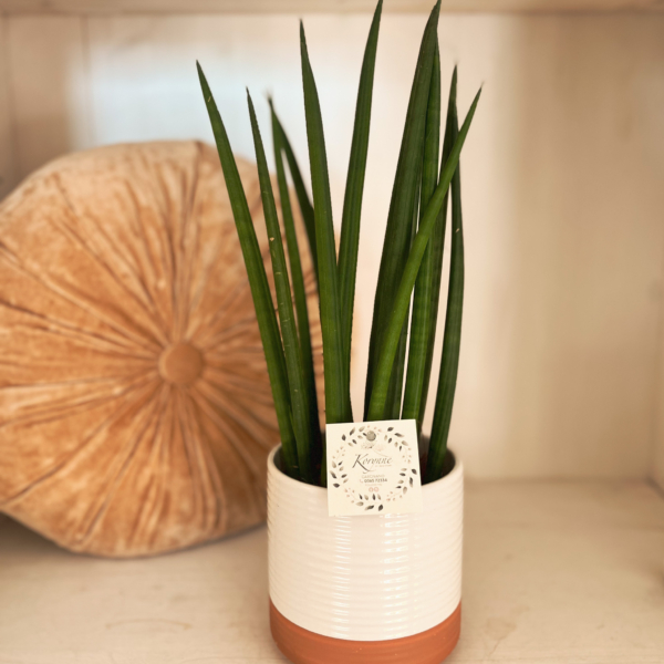 sansevieria cilindrica pianta verde