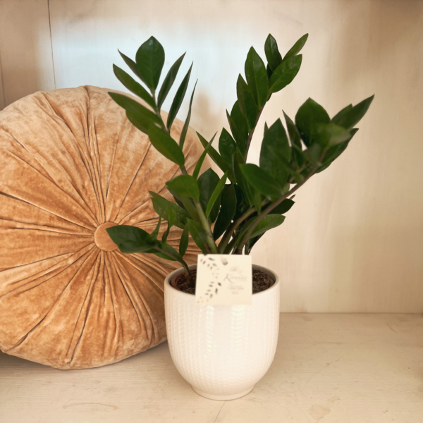 Zamioculcas pianta verde